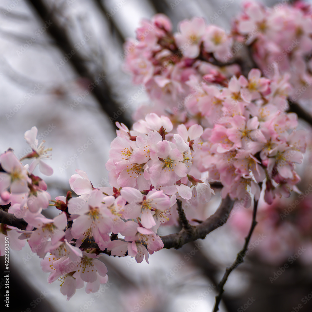 Japanese Cherry tree flowering profusely in East Grinstead Japanese Cherry tree flowering profusely in East Grinstead