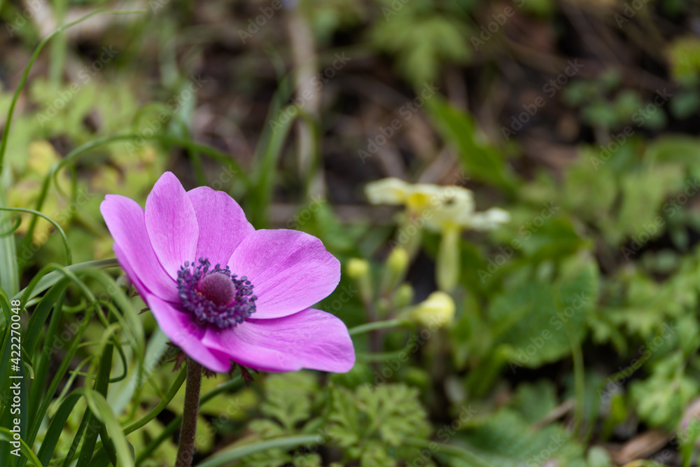 A magenta Anemone flowering in a garden in springtime A magenta Anemone flowering in a garden in springtime