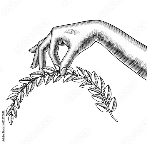 Engraved vintage drawing of female hand holding a laurel branch in the fingers