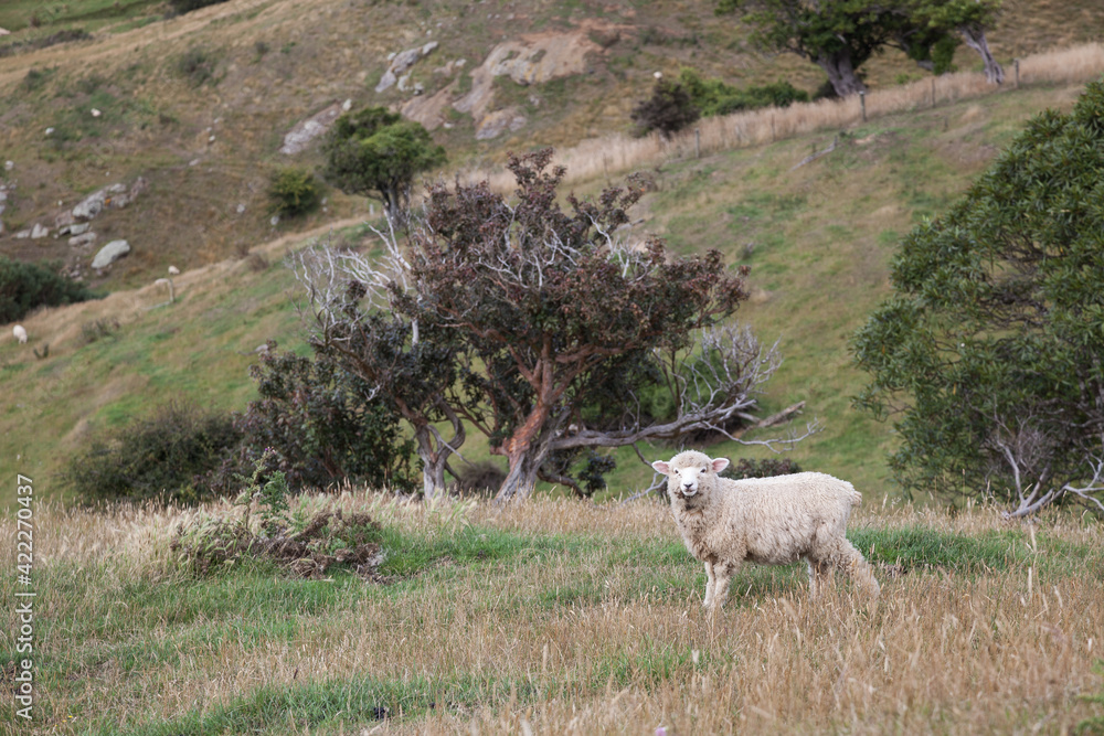 Fototapeta premium Sheep on the Otago Peninsula