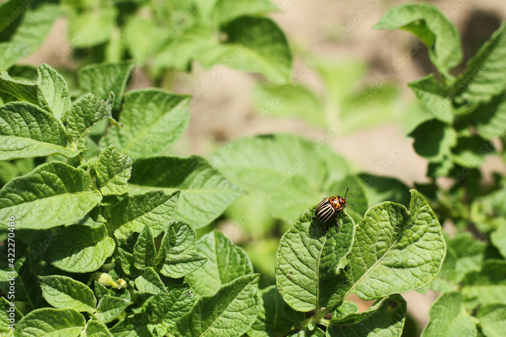 striped Colorado potato beetle on a fresh green potato bush. the first pest starts working striped Colorado potato beetle on a fresh green potato bush. the first pest starts working