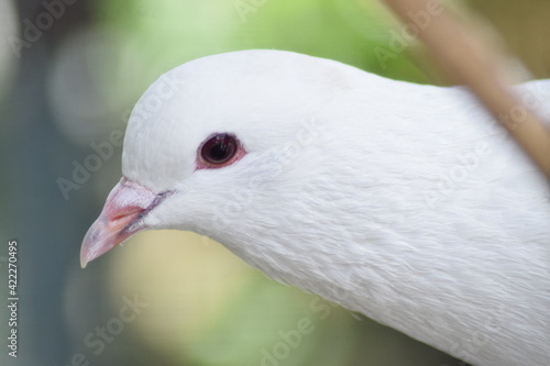 white pigeon dove. beautiful bird. symbol of peace © rangga