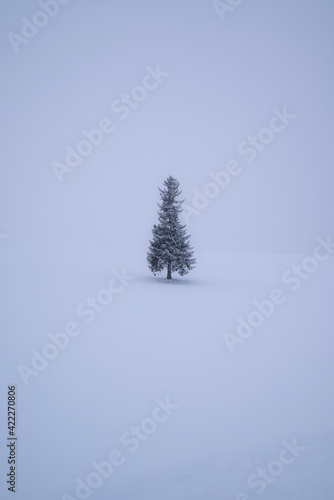 christmas tree in snow
