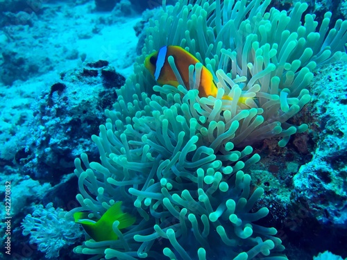 clown fish and sea anemone