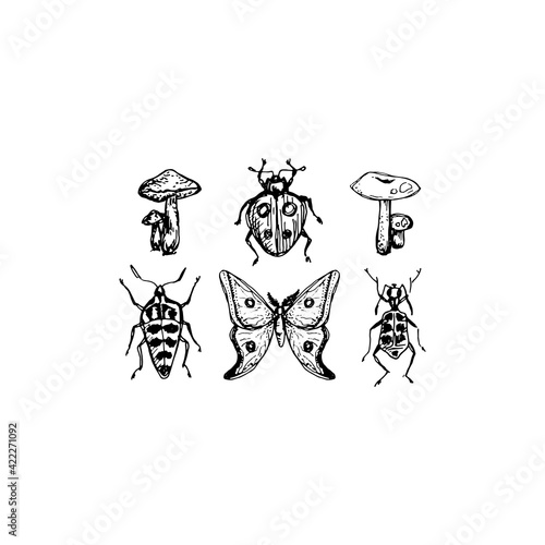 Vintage style sketch collection of mushrooms and insects, bugs and butterfly, hand drawn nature as antique engraving in black color 