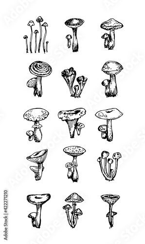 Vector set of mushroom sketches, collection of popular fungi as mycology botanical illustration isolated on white