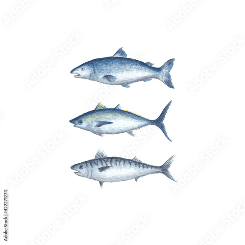 Salmon, tuna and mackerel fish colored pencils vector illustration isolated on white