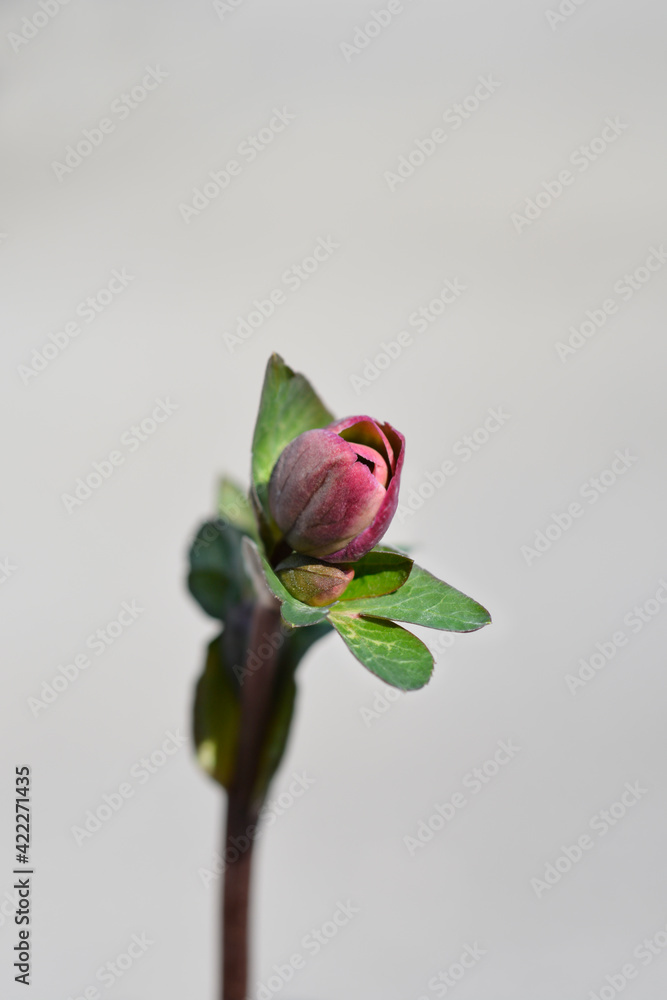 Fototapeta premium Lenten rose