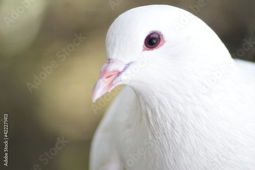 clean face of pigeon dove © rangga