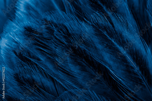 macro photo of violet hen feathers. background or textura