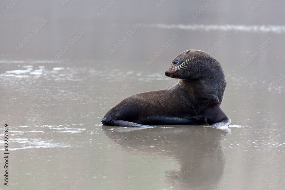 Naklejka premium New Zealand Fur Seal (Arctocephalus forsteri)