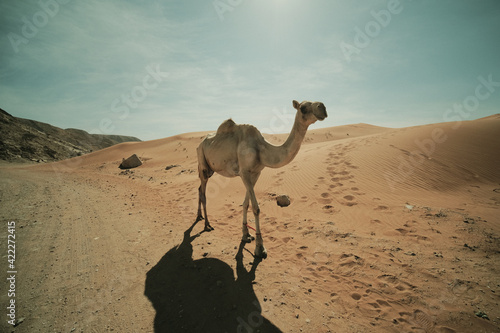 Camels and hiking in the Dubai UAE Desert