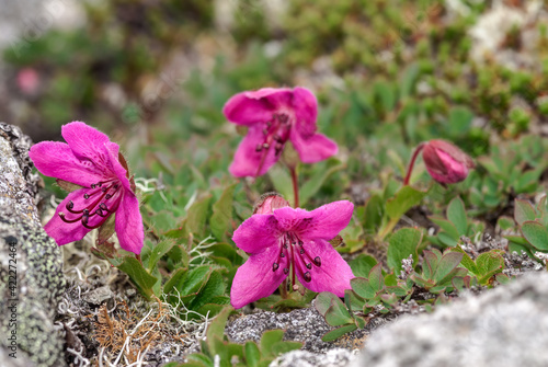 Kamchatka Rhododendron (Rhododendron camtschaticum) Chowiet Island, Semidi Islands, Alaska, USA photo