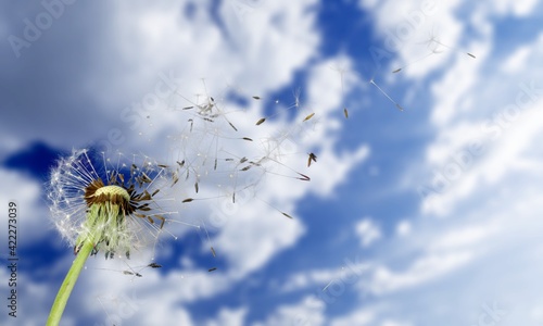 Flying dandelion seeds on the sky background