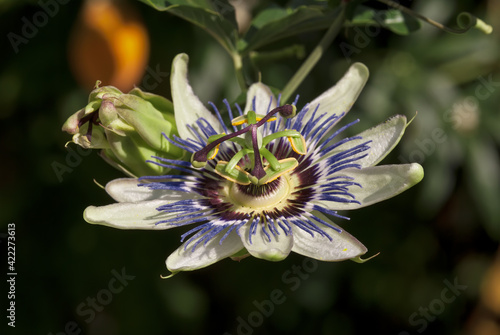Blue Passionflower (Passiflora caerulea) in garden, Los Angeles, California, USA
