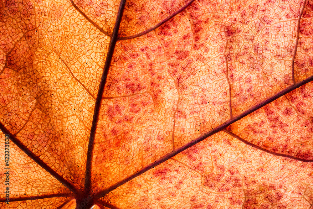 Fototapeta premium Dry leaf pattern and background.