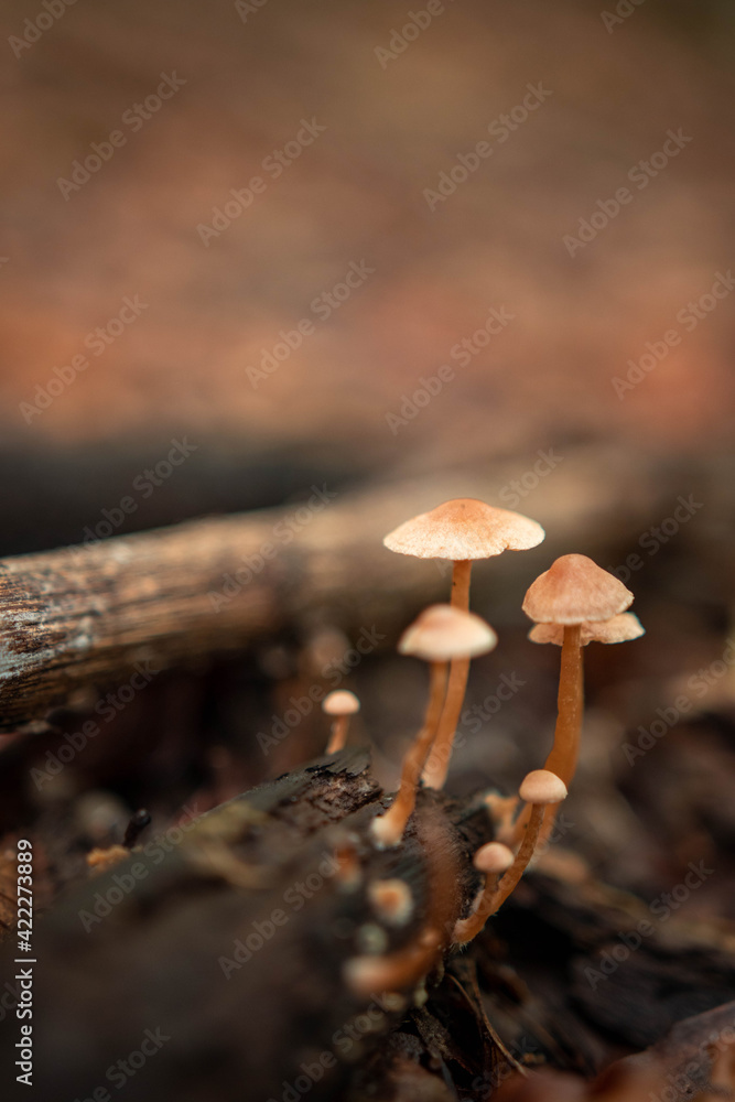 Brown wild mushrooms in the forest in autumn season Brown wild mushrooms in the forest in autumn season