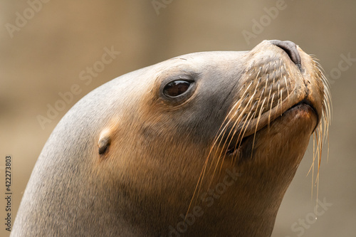 Portrait of a female southern sea lion
