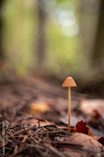 Little wild brown mushroom in deciduous forest during autumn season