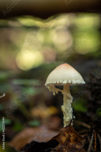 Wild little mushrooms in the autumn forest after rain