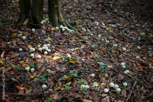 Common puffball mushrooms in the forest in autumn season