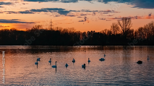 Beautiful sunset with reflections, swan silhouettes and dramatic clouds near Plattling, Isar, Bavaria, Germany