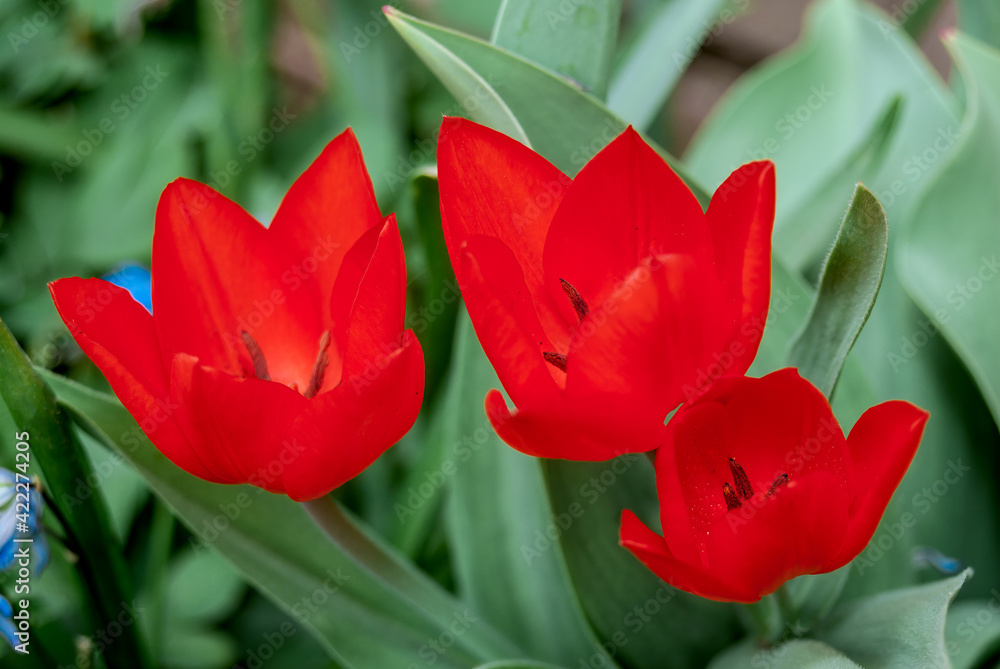 Unicum Tulip (Tulipa praestans) in garden Unicum Tulip (Tulipa praestans) in garden