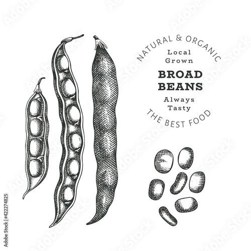 Hand drawn sketch style broad beans. Organic fresh food vector illustration isolated on white background. Retro pods illustration. Engraved botanical style cereals.