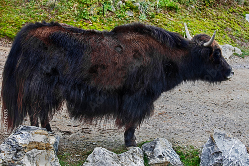 Black domestic yak. Latin name - Bos grunniens and Bos mutus	