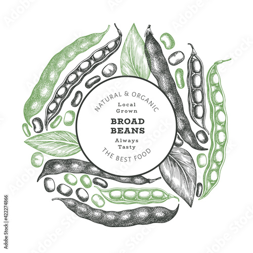 Hand drawn broad beans design template. Organic fresh food vector illustration. Retro pods illustration. Engraved botanical style cereal background.