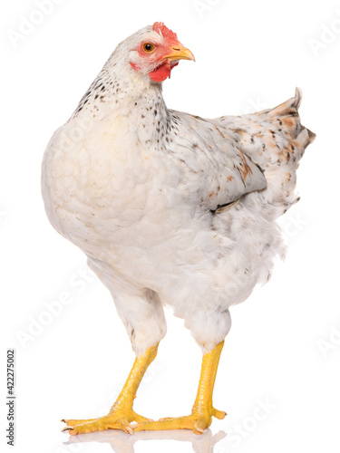 one white chicken isolated on white background, studio shoot