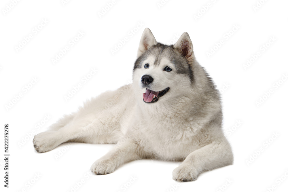 Siberian Husky with blue eyes. dog on a white background . Obedient pet 