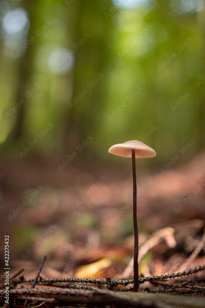 Parasol mushroom in the forest in autumn season Parasol mushroom in the forest in autumn season