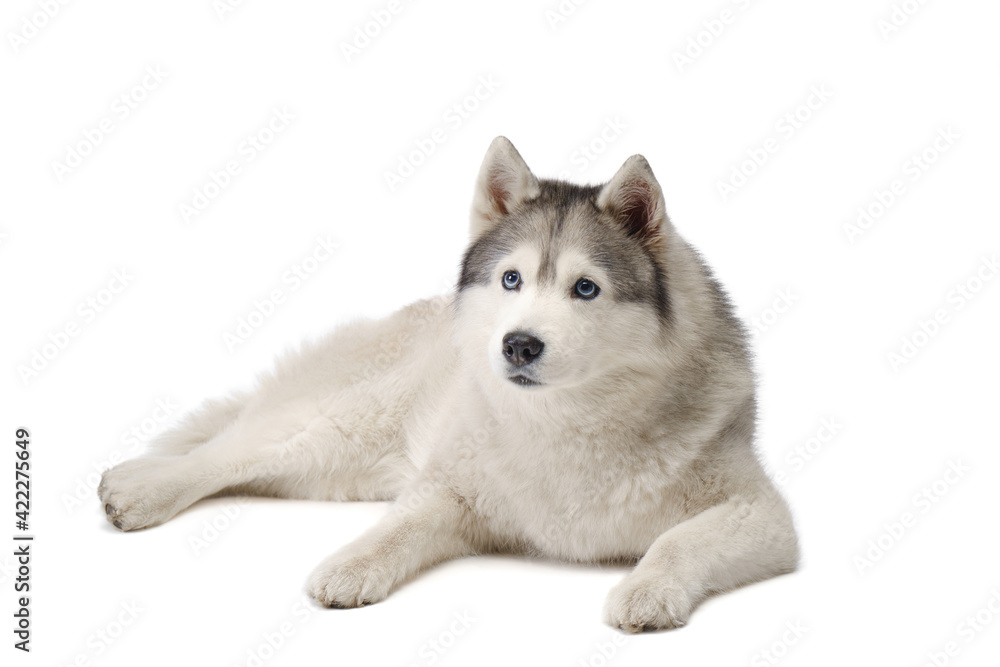 Siberian Husky with blue eyes. dog on a white background . Obedient pet 