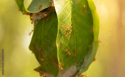 Ant nest in made by tree leaves ,Teamwork concept.