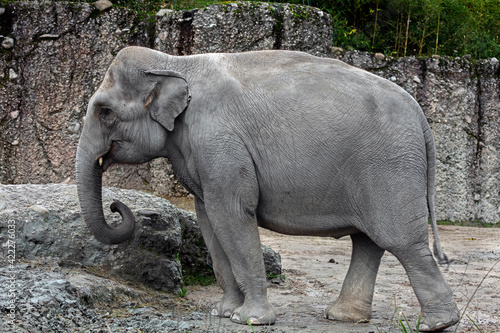 Asian elephant in its enclosure. Latin name - Elephas maximus