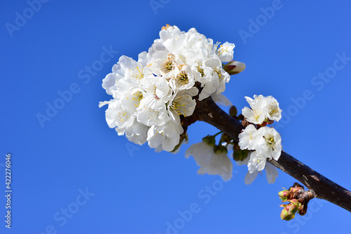 bee collecting pollen on flowering cherry or Cerasus in spring