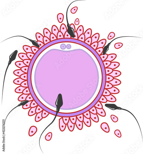 Artificial fertilization of an egg. Pregnancy.
