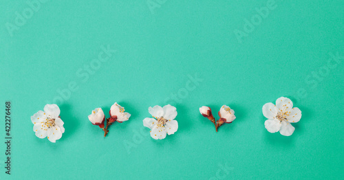 Fresh spring white flowers on green paper background.