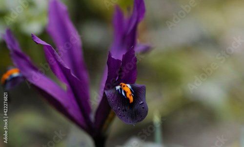 Purple dwarf iris, netted iris, iris reticulata is a species of flowering plant in the family Iridaceae. This is  a small plant, about  15 centimeters. It  blooms in early spring photo