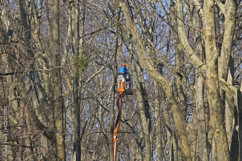 Wallpaper Mural Baumschnitt Torontodigital.ca