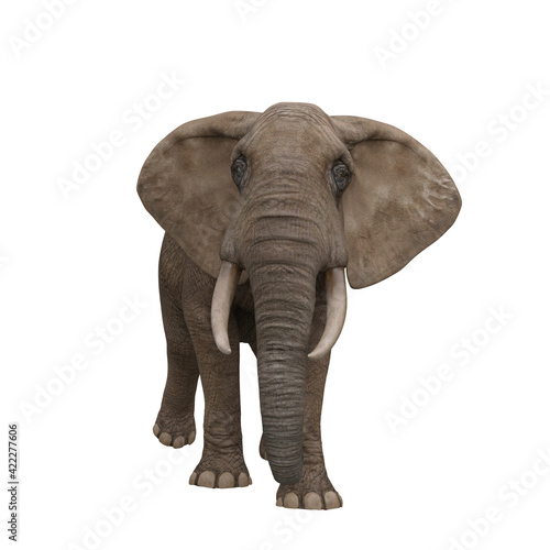 African elephant front view. 3D illustration.