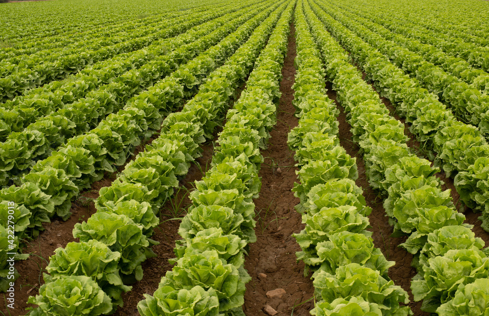 Beautiful iceberg lettuce crop in completely green lines