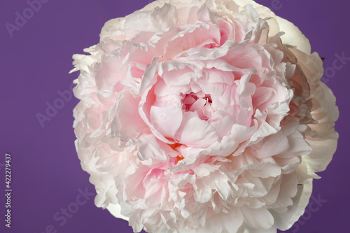 Delicate pale pink peony isolated on purple background.