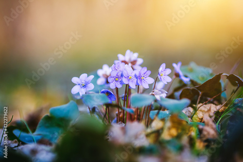 Ground level view of lovely flowers in woods.