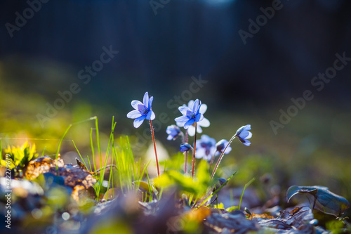 Ground level view of lovely flowers in woods.