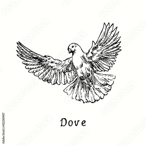 Dove flying. Ink black and white doodle drawing in woodcut outline style. Vector illustration
