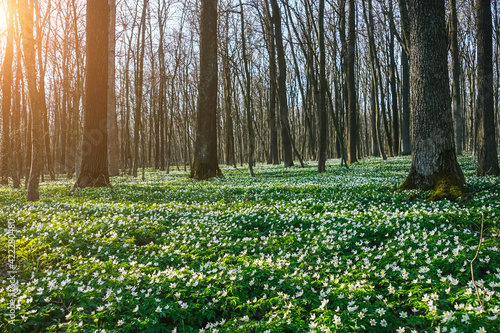 Fantastic forest with fresh flowers in the sunlight.