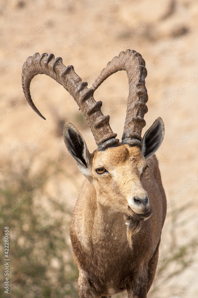 Nubian ibex in the desert near the Dead Sea. Ein Gedi, Israel