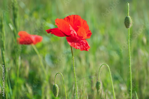 Amazing lonely scarlet fresh poppy flower and some buds